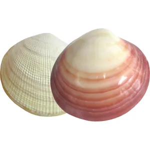 Coquillage de Massage - Beauty Tech®