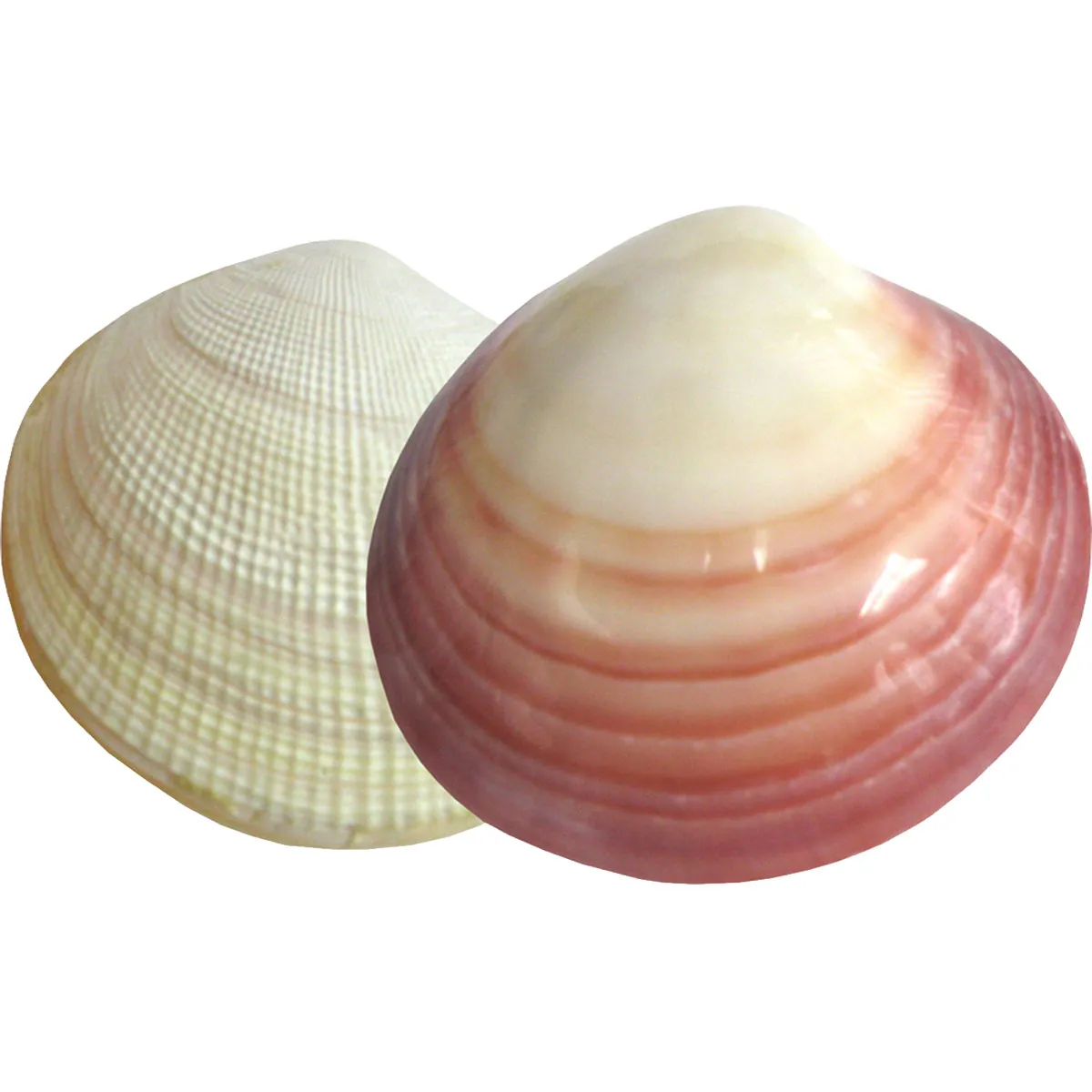 Coquillage de Massage - Beauty Tech®
