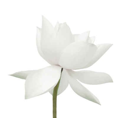 Decoration FLeur de Lotus
