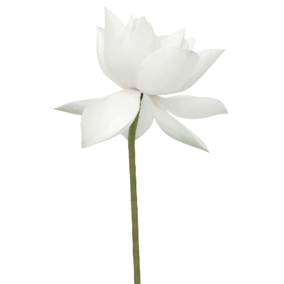 Decoration Fleur de Lotus